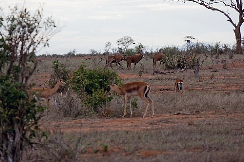 Kenia (414)